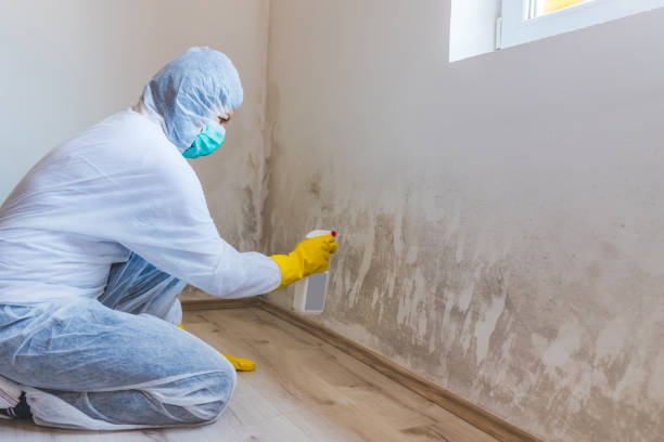 Licensed Mold Inspection And Testing service in Woodbury Heights, NJ - Car Mold Remediation