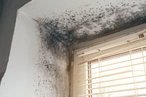 Affordable Mold Inspection And Testing solutions in Woodbury Heights, NJ